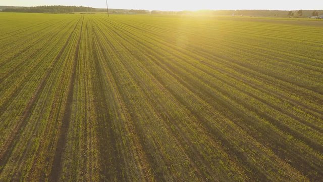 Young crops of wheat. Winter cereals. Green field of the ascending wheat at sunset. Aerial view.