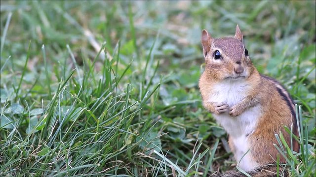 Funny little Eastern Chipmunk (Tamias Striatus) standing and looks around to see what is next