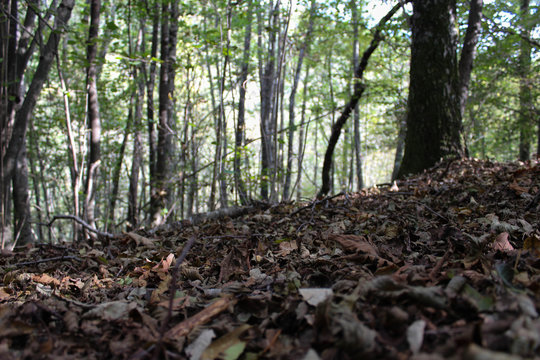 Tappeto di foglie