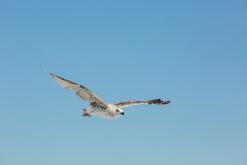 Seagull Flying In Clear Sky