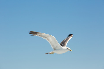 Seagull Flying In Clear Sky