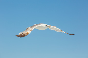 Seagull Flying In Clear Sky