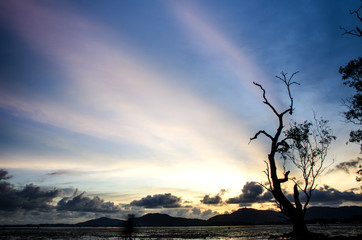 mangrove forest in sunset with back ground big buddha hill Phuket