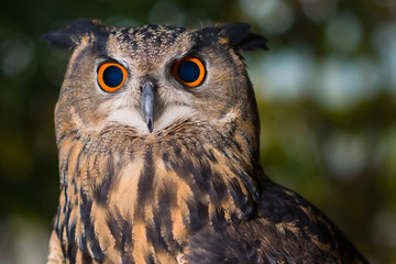 Portrait of owl with orange and black eyes