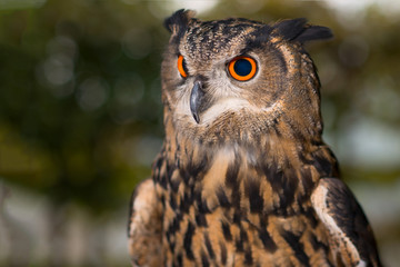 Portrait of owl with orange and black eyes