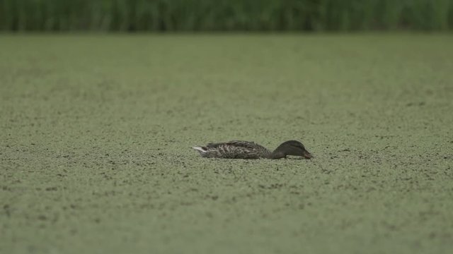 A beautiful wild duck swims in the city pond