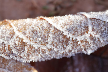 
SCENE OF FROZEN FROSTED LEAVES IN COLD ENVIRONMENTS
