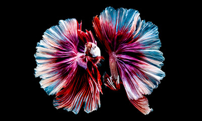 The Betta Siamese fighting fish, Betta splendens Pla-kad ( biting fish ) Thai. Halfmoon fancy white...