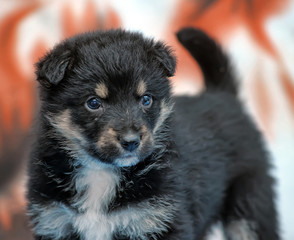 Puppy tibetan mastiff in front camera.