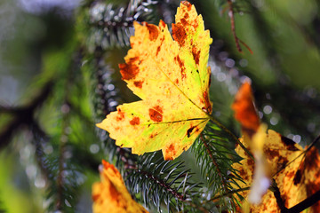 bright autumn leaf