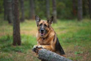 Plakat cute dog of the German shepherd breed keeps paws for the stump of a fallen tree
