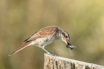 Neuntöter mit insekt