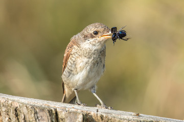 vogel mit insekt