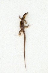 A lizard climbing the wall.