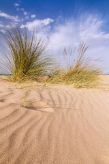 Grass on the sandy shore of the Mediterranean Sea in Morocco.