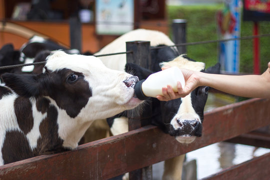 baby cow feeding from milk bottle in Thailand's rearing farm. 