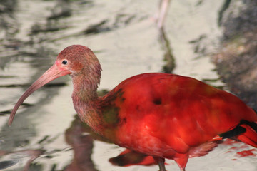 scarlet ibis (Eudocimus ruber)