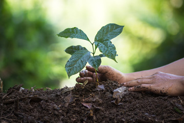 plant a tree natural background Plant Coffee seedlings in nature green fresh