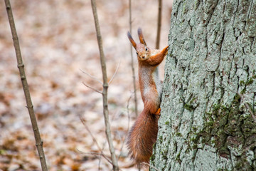 Cute fluffy squirrel climbing along big tree  in city park or forest on cloudy autumn day