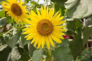 Big sunflower are blooming