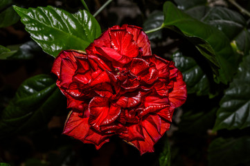 red Chinese rose in the center