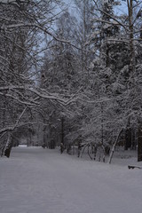 Snowy Park