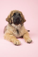 Leonberger puppy on pink