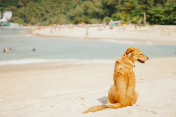 beautiful adult red-haired dog waiting for the owner on the beach on a tropical island in the summer. In the background, the beach with resting people.