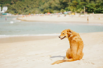 beautiful adult red dog walking along the beach on a tropical island in the summer. The dog is a lifesaver.