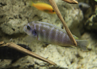 Cichliden Malawi