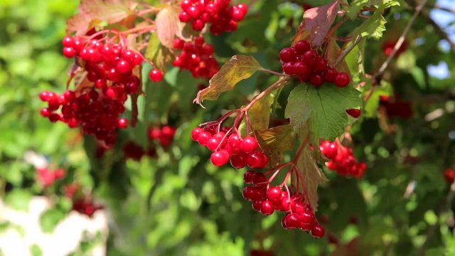 viburnum, a branch of a viburnum