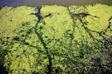Lush water plants / Shore overgrown with green algae