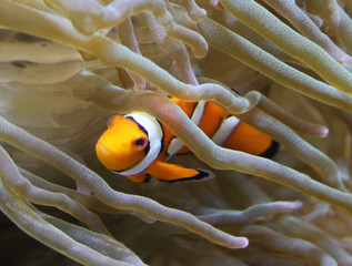 orange clownfish (Amphiprion percula)