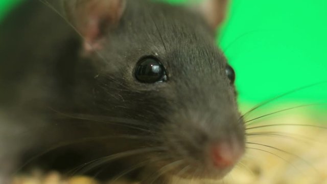 rat sniffs, on a green background, close-up