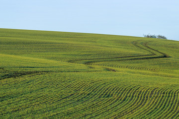 Fototapeta na wymiar View of green fields with path leading to trees