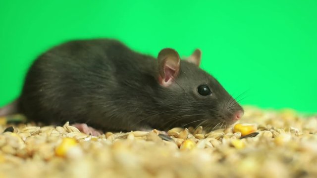 funny rat sniffs grain on a green background