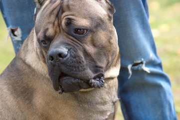 Fototapeta na wymiar English Bulldog Close-up