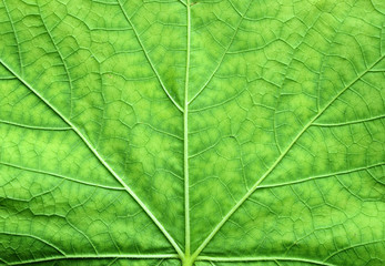 Naklejka na ściany i meble Leaf of a tree close up