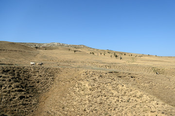 Landscape with cows grazing on the mountainside, Georgia