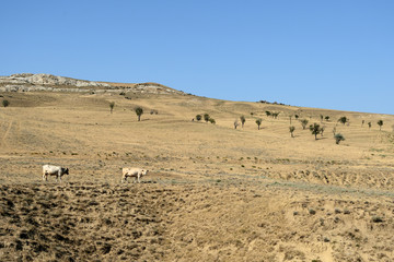 Landscape with cows grazing on the mountainside, Georgia