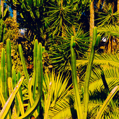 Obrazy  Tropical green background. Palms and cacti. For fashion print
