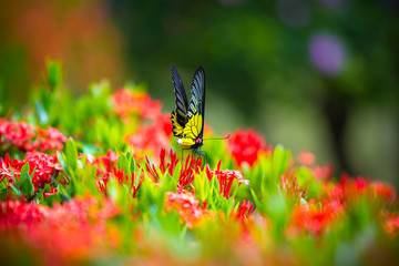 Flowers, needles and butterflies