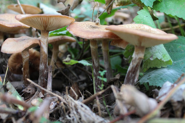 Tanti funghi chiodini circondati dalla natura in autunno