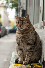 Naklejka na ściany i meble big cat lying on a bench