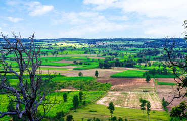 View of green filed with blue sky background,agriculture from north east Thailand.
