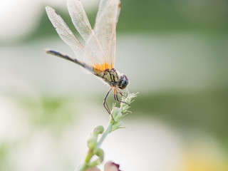 Naklejka premium dragonfly close up