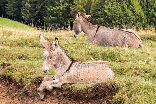 gray jenny donkey with foal resting on meadow