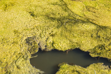 Algae on Water