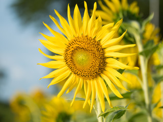 Obraz premium sunflower close up