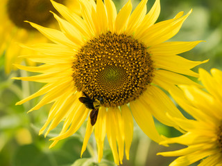 Fototapeta premium insect on sunflower